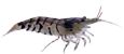 Tigre Tiger Shrimp